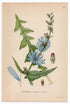 1926 Chicory, Blue Daisy (Cichorium intybus) Lindman antique botanical print, plate 049