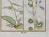 Lower detail of 1783 Taylor & Skinner Map 38 showing Ardee, Clonkeen Church and the road towards Carrickmacross across Counties Louth and Monaghan.