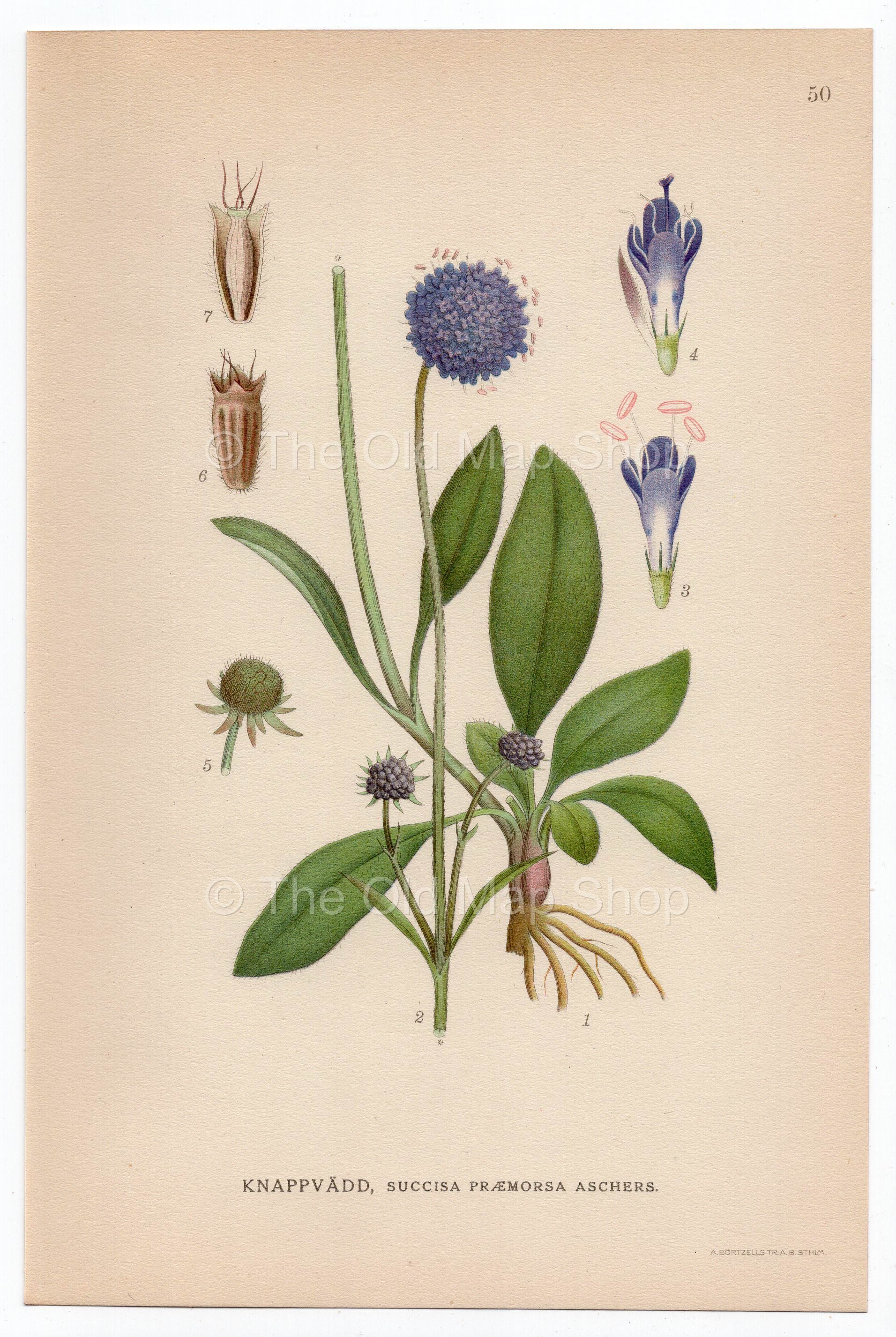 1926 Scabious, Scabiosa (Succisa Praemorsa Aschers) Lindman antique botanical print, plate 050