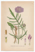 1926 Field Scabious (Knautia arvensis Duby) Lindman antique botanical print, plate 051