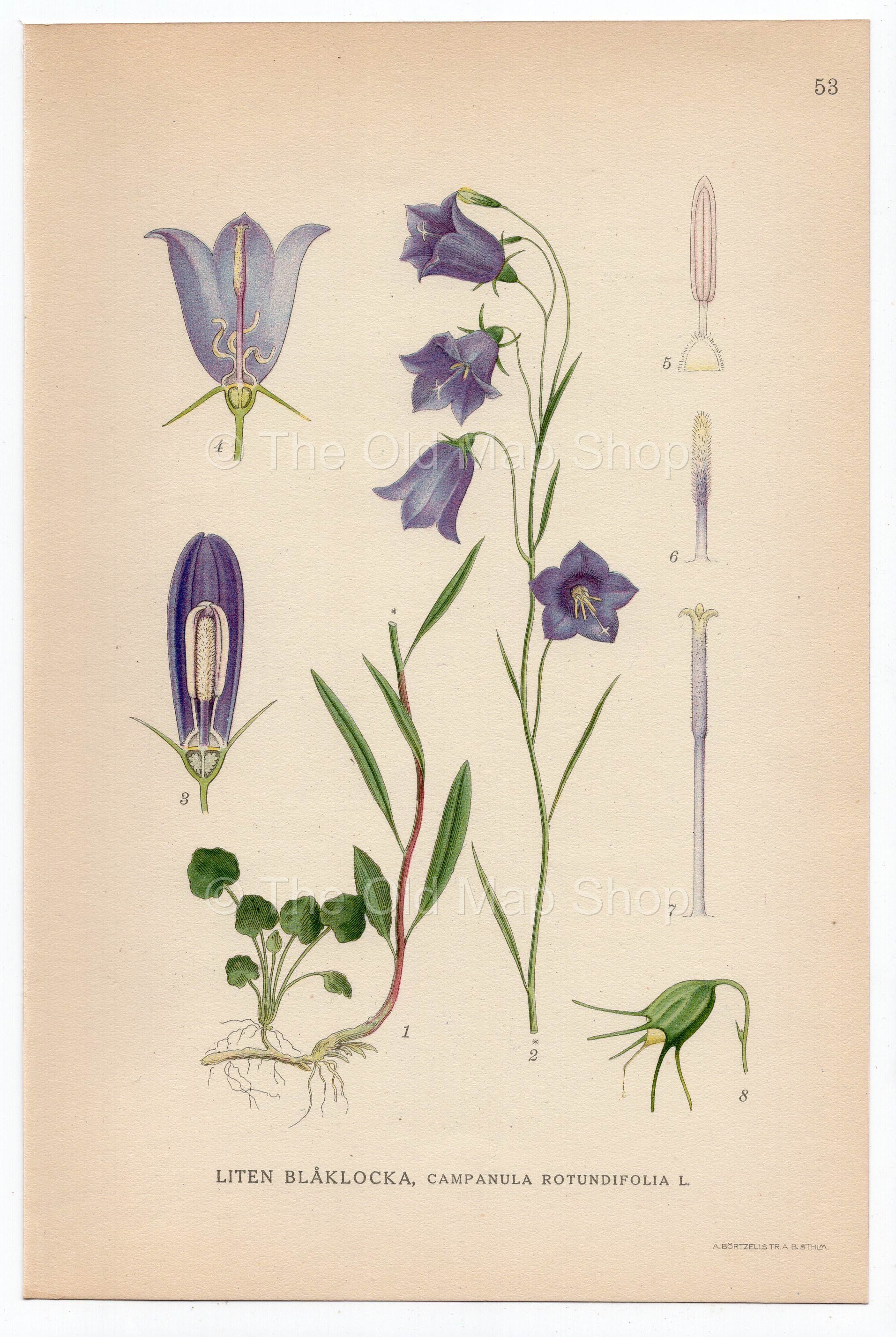 1926 Harebell (Campanula rotundifolia) Lindman antique botanical print, plate 053