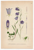 1926 Harebell (Campanula rotundifolia) Lindman antique botanical print, plate 053