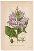 1926 Giant Bellflower (Campanula latifolia) Lindman antique botanical print, plate 054