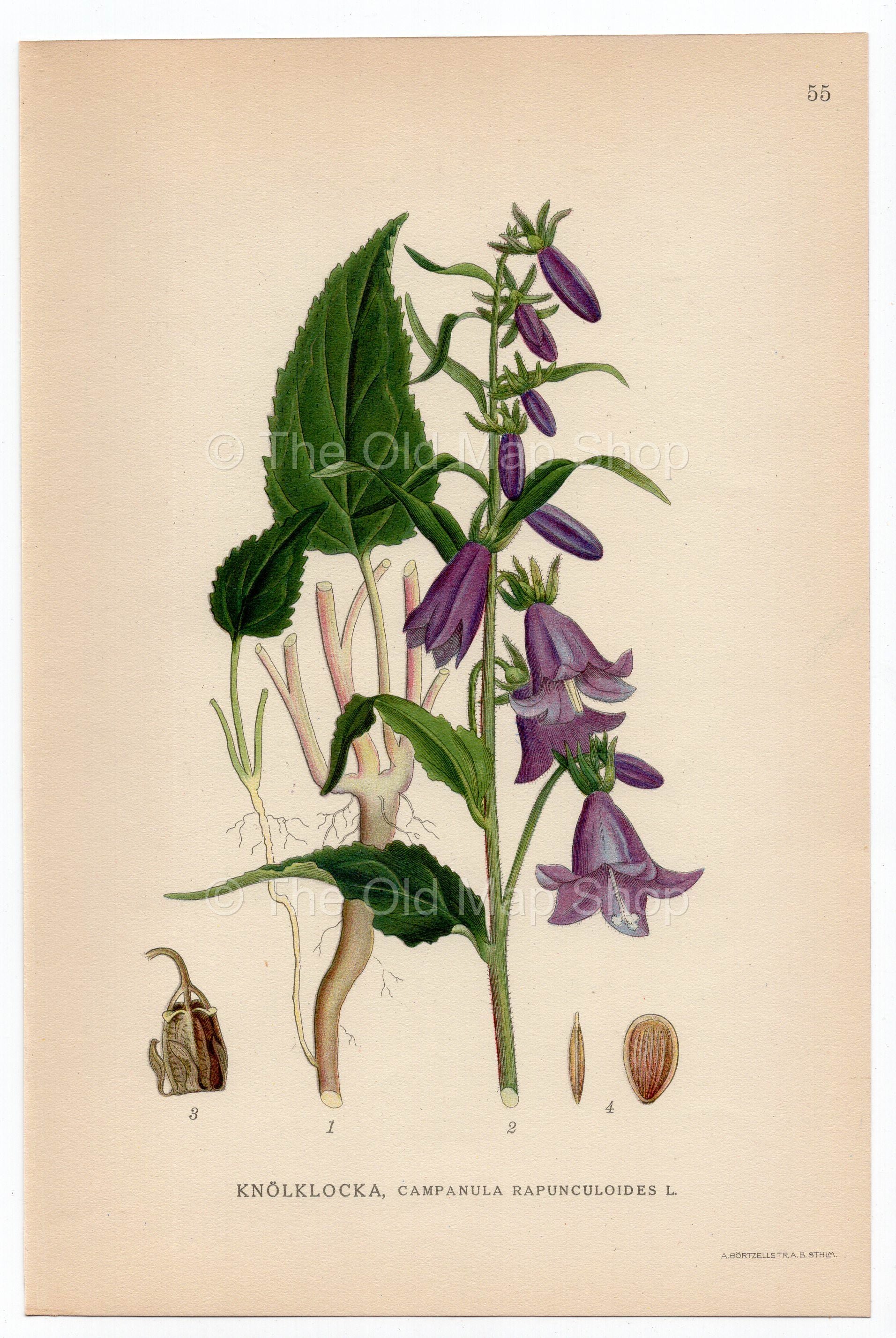 1926 Creeping Bellflower, Rampion Bellflower (Campanula Rapunculoides) Lindman antique botanical print, plate 055