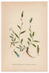 1926 Arctic Bellflower, Arctic Harebell (Campanula uniflora) Lindman antique botanical print, plate 056