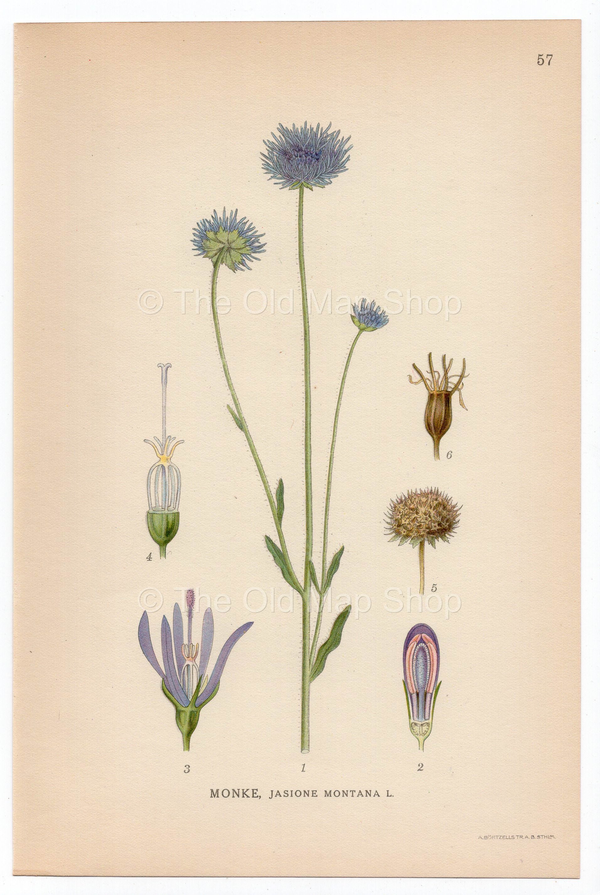 1926 Sheep's Bit Scabious, Blue Daisy (Jasione Montana) Lindman antique botanical print, plate 057