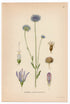 1926 Sheep's Bit Scabious, Blue Daisy (Jasione Montana) Lindman antique botanical print, plate 057