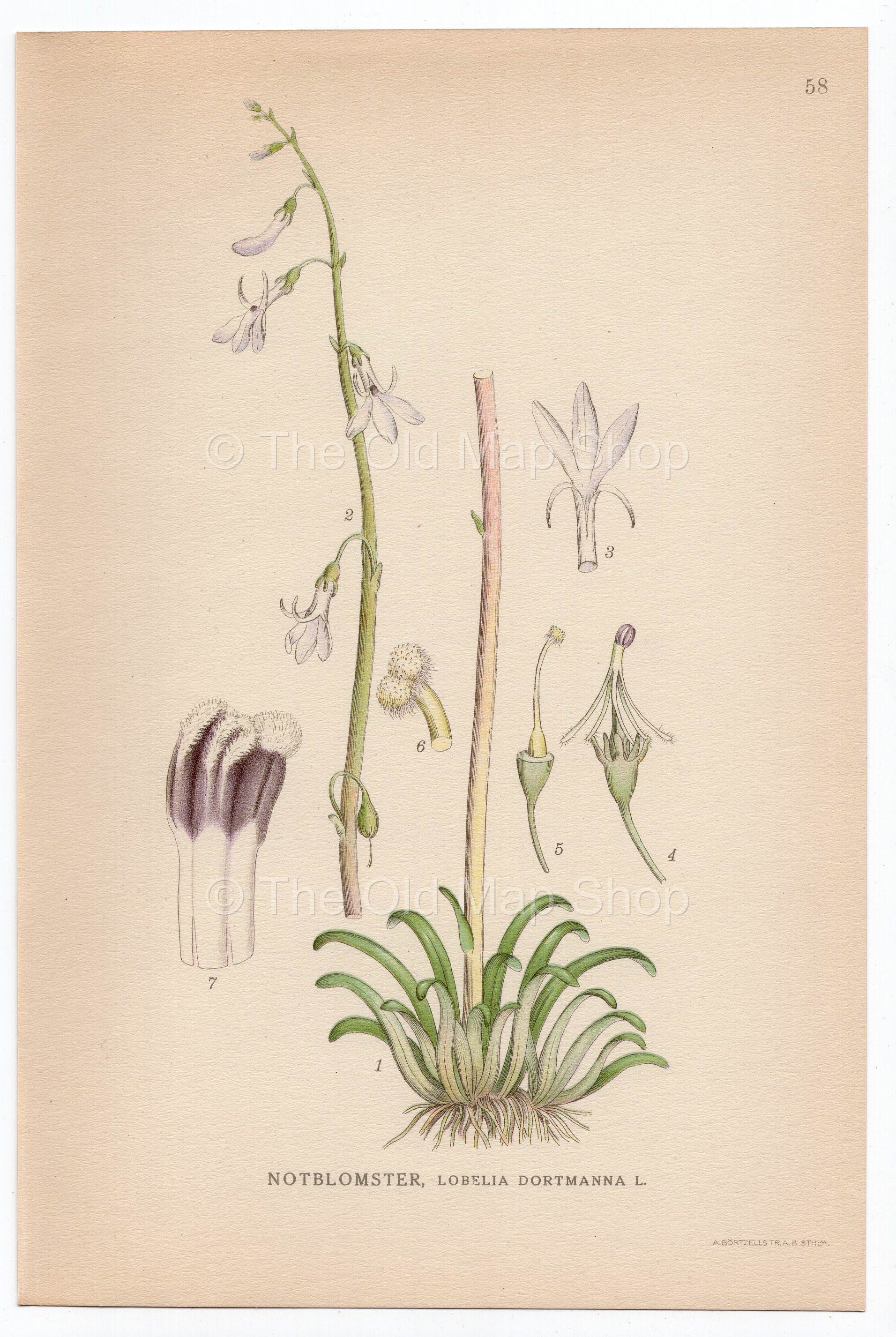1926 Dortmann's Cardinalflower, Water Lobelia (Lobelia Dortmanna) Lindman antique botanical print, plate 058