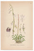 1926 Dortmann's Cardinalflower, Water Lobelia (Lobelia Dortmanna) Lindman antique botanical print, plate 058