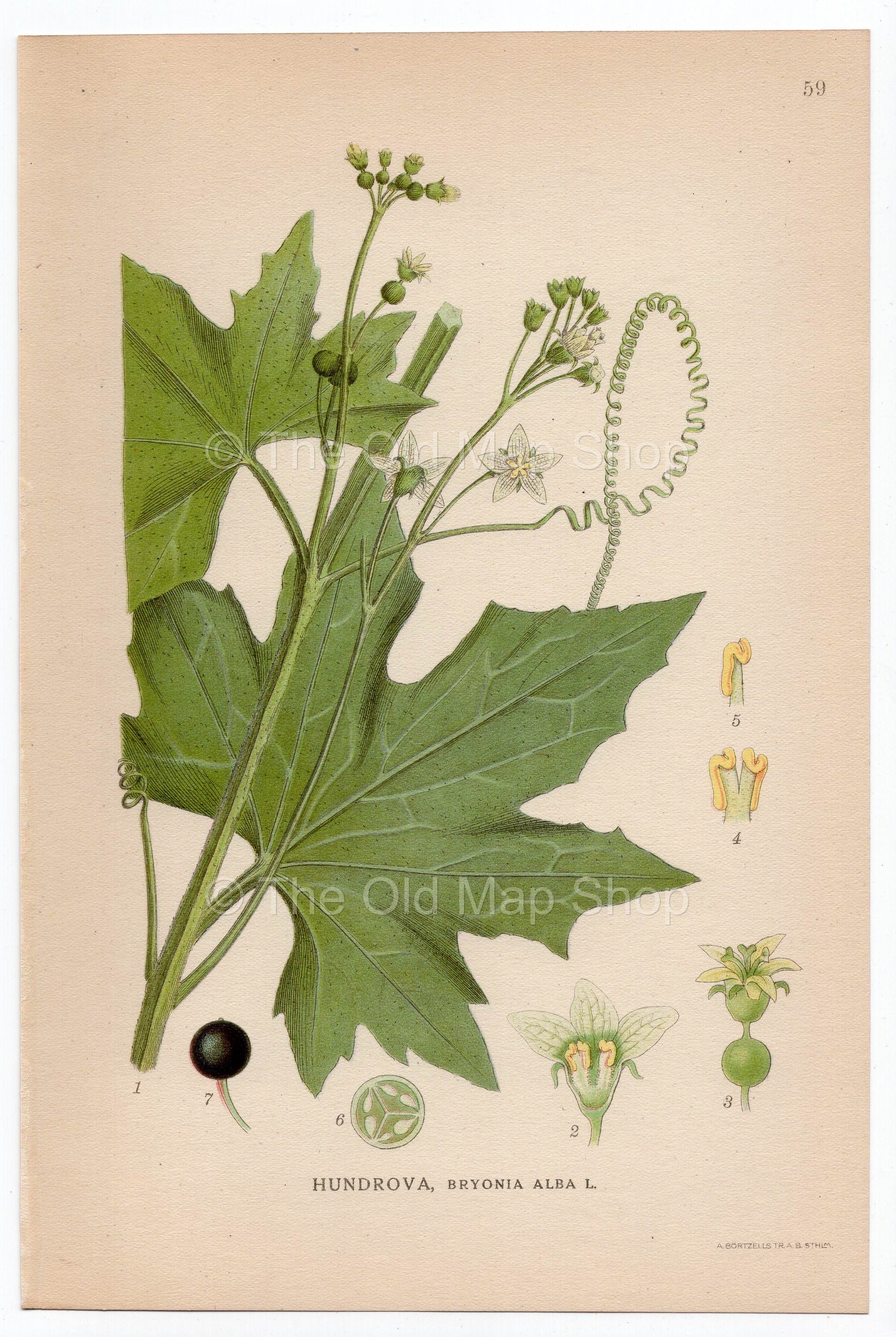 1926 White Bryony, Wild Hop (Bryonia alba) Lindman antique botanical print, plate 059