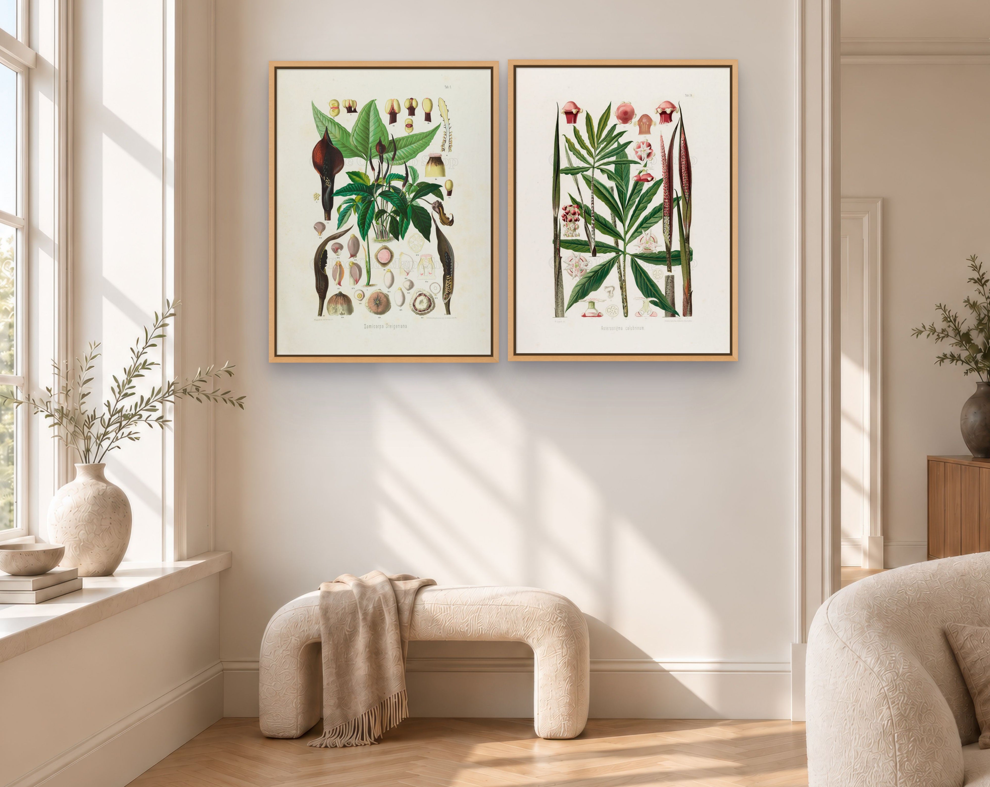 Two framed antique botanical prints from Heinrich Wilhelm Schott's 1879 Aroideae Maximilianae collection displayed side by side in a sunlit neutral living room with natural oak frames and soft cream furnishings.