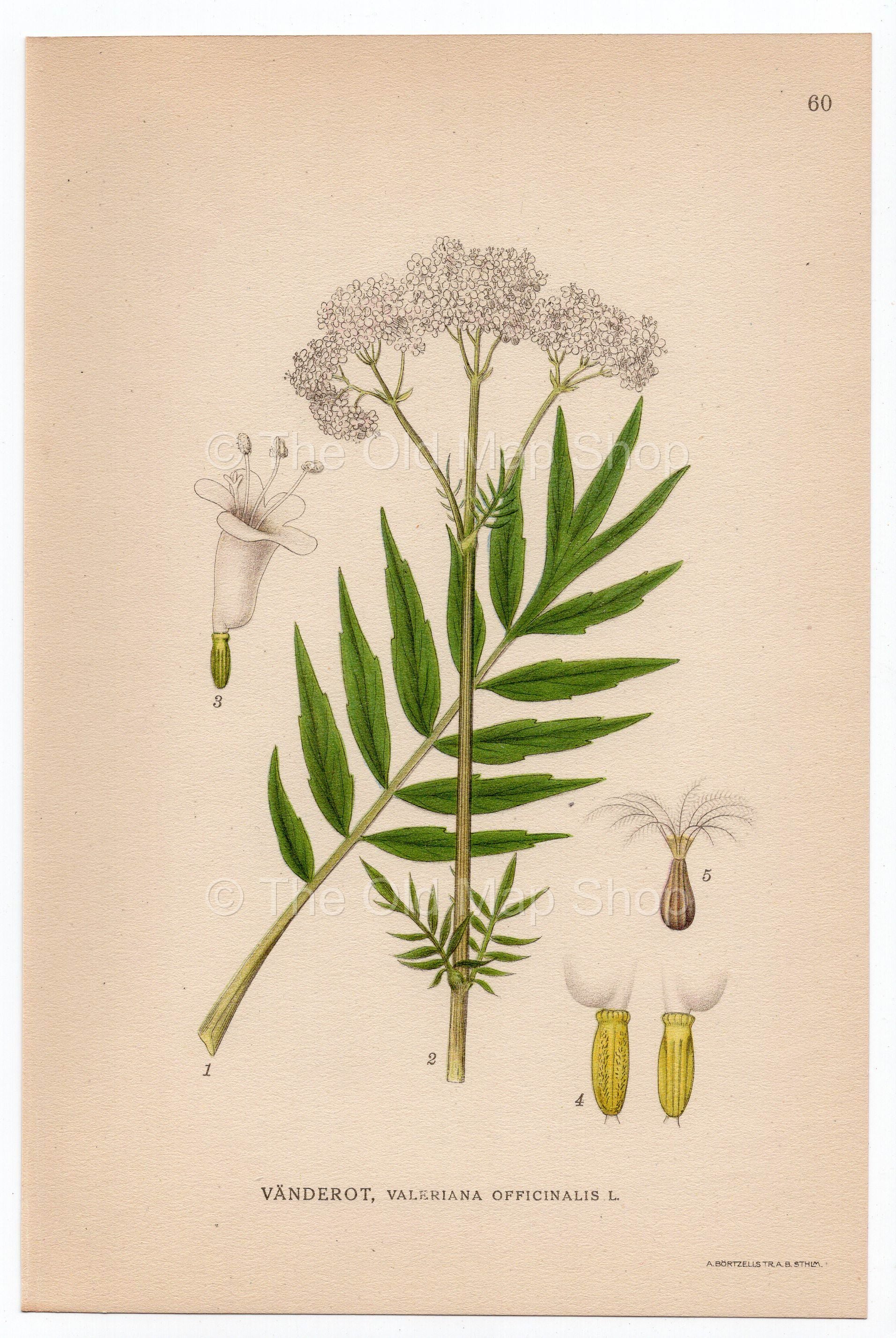 1926 Valerian (Valeriana officinalis) Lindman antique botanical print, plate 060