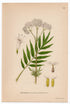 1926 Valerian (Valeriana officinalis) Lindman antique botanical print, plate 060