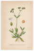 1926 Lamb's Lettuce (Valerianella olitoria poll) Lindman antique botanical print, plate 061
