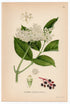 1926 Elder, Elderberry (Sambucus nigra) Lindman antique botanical print, plate 062