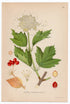 1926 Guelder-Rose (Viburnum opulus) Lindman antique botanical print, plate 063