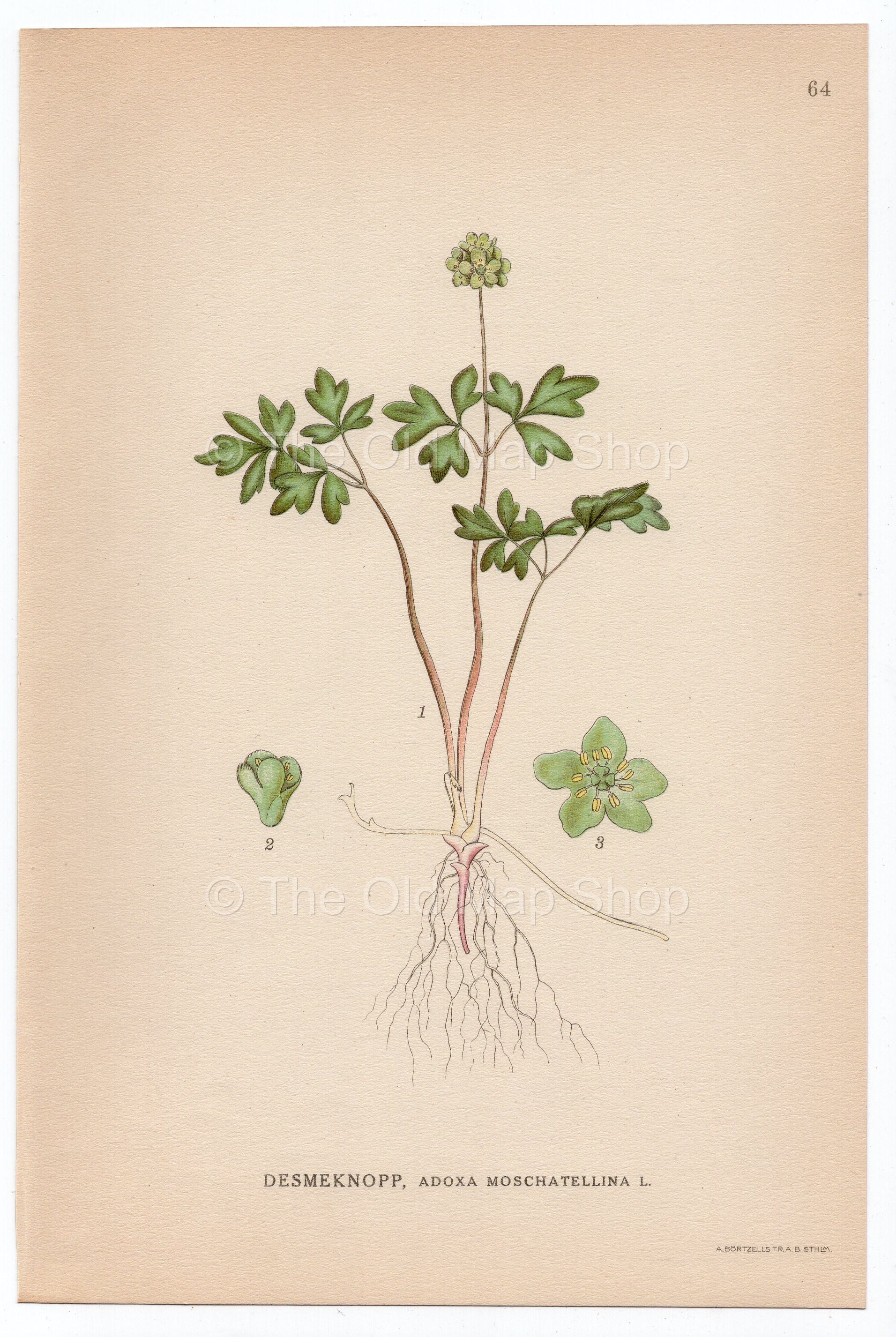 1926 Moschatel, Hollowroot, Muskroot (Adoxa Moschatellina) Lindman antique botanical print, plate 064