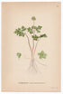 1926 Moschatel, Hollowroot, Muskroot (Adoxa Moschatellina) Lindman antique botanical print, plate 064
