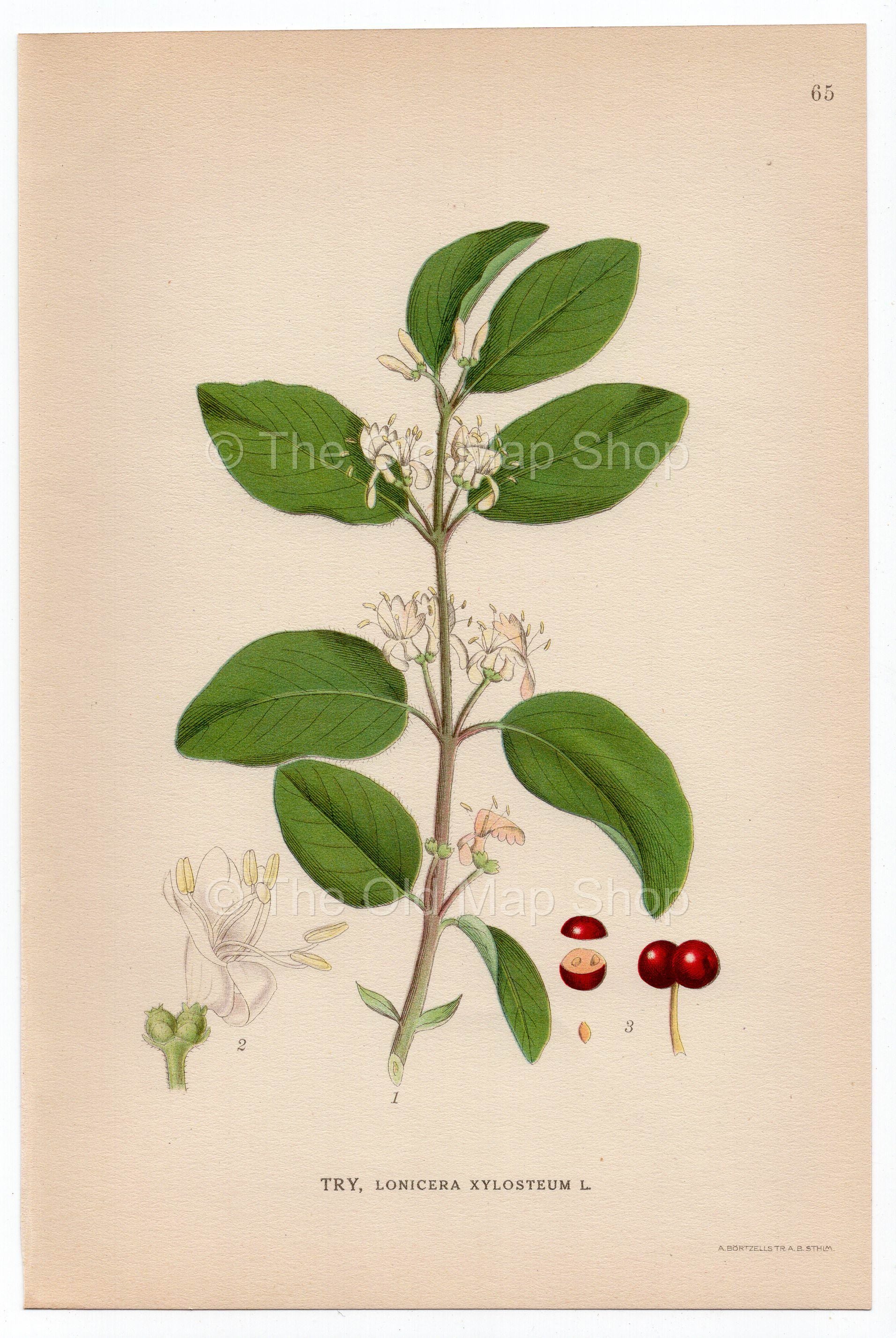 1926 Fly Honeysuckle (Lonicera xylosteum) Lindman antique botanical print, plate 065