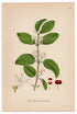 1926 Fly Honeysuckle (Lonicera xylosteum) Lindman antique botanical print, plate 065