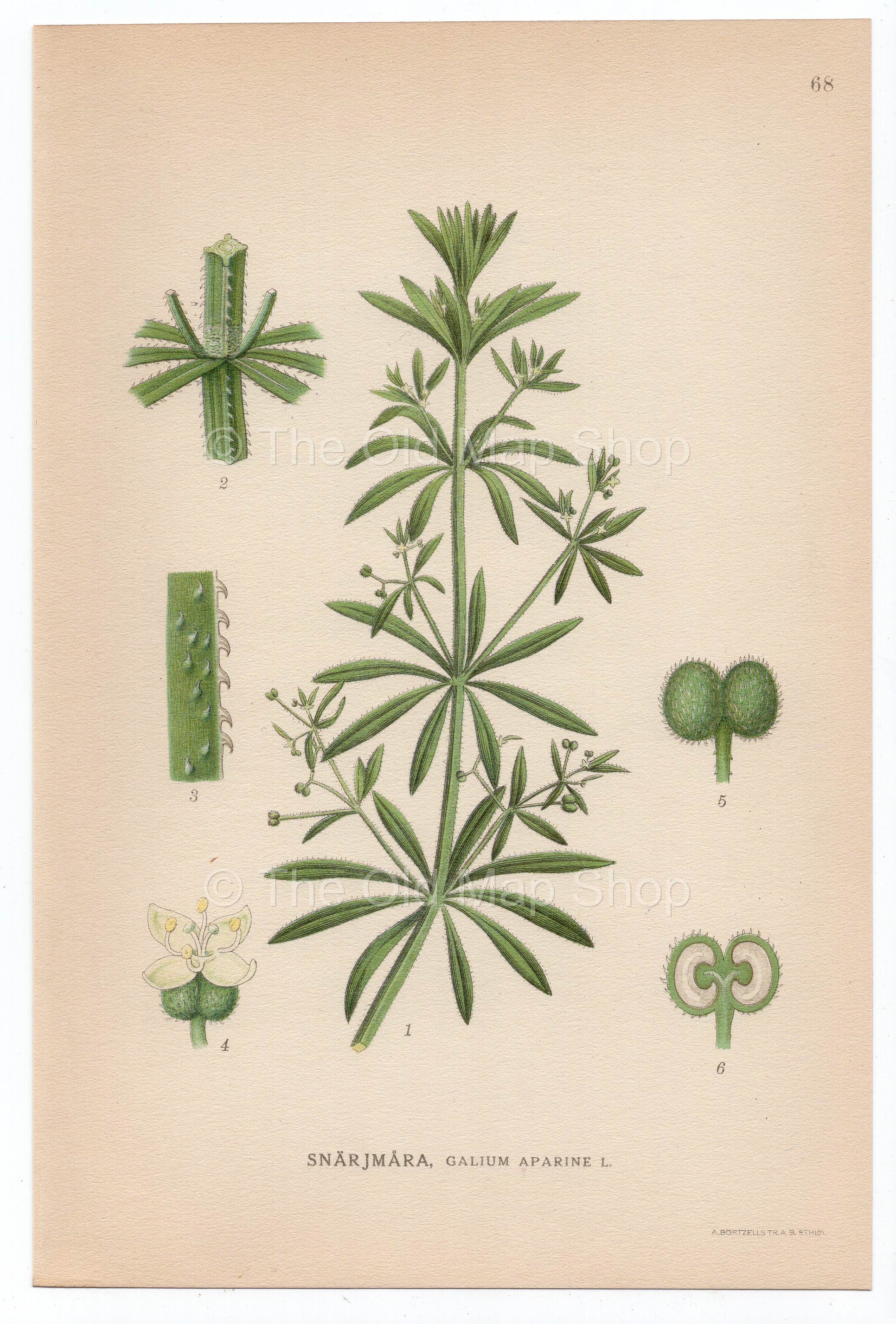 1926 Cleavers, Goosegrass (Galium aparine) Lindman antique botanical print, plate 068