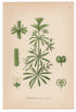 1926 Cleavers, Goosegrass (Galium aparine) Lindman antique botanical print, plate 068