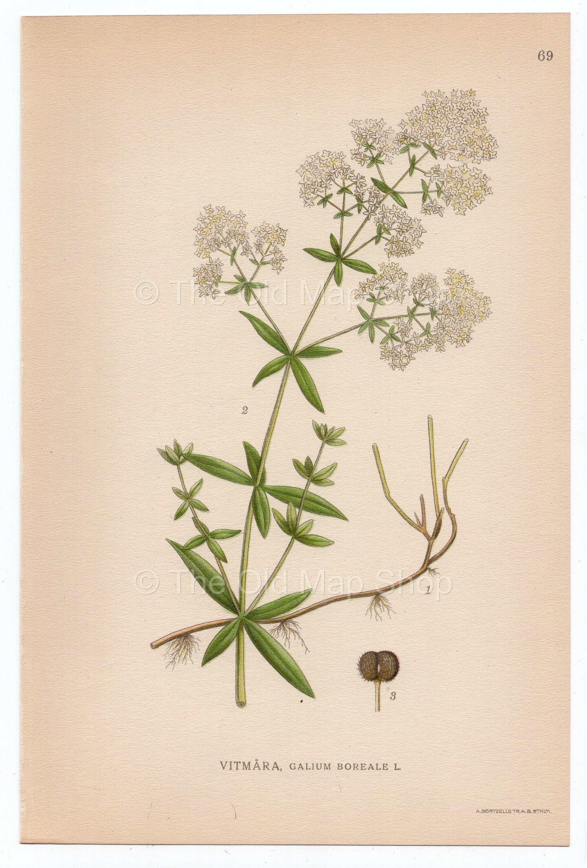 1926 Northern Bedstraw (Galium boreale) Lindman antique botanical print, plate 069