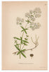 1926 Northern Bedstraw (Galium boreale) Lindman antique botanical print, plate 069