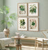 Four framed antique botanical prints from Heinrich Wilhelm Schott's 1879 Aroideae Maximilianae collection arranged in a gallery wall above a light timber dining table, with natural oak frames, soft green walls and tropical plants.