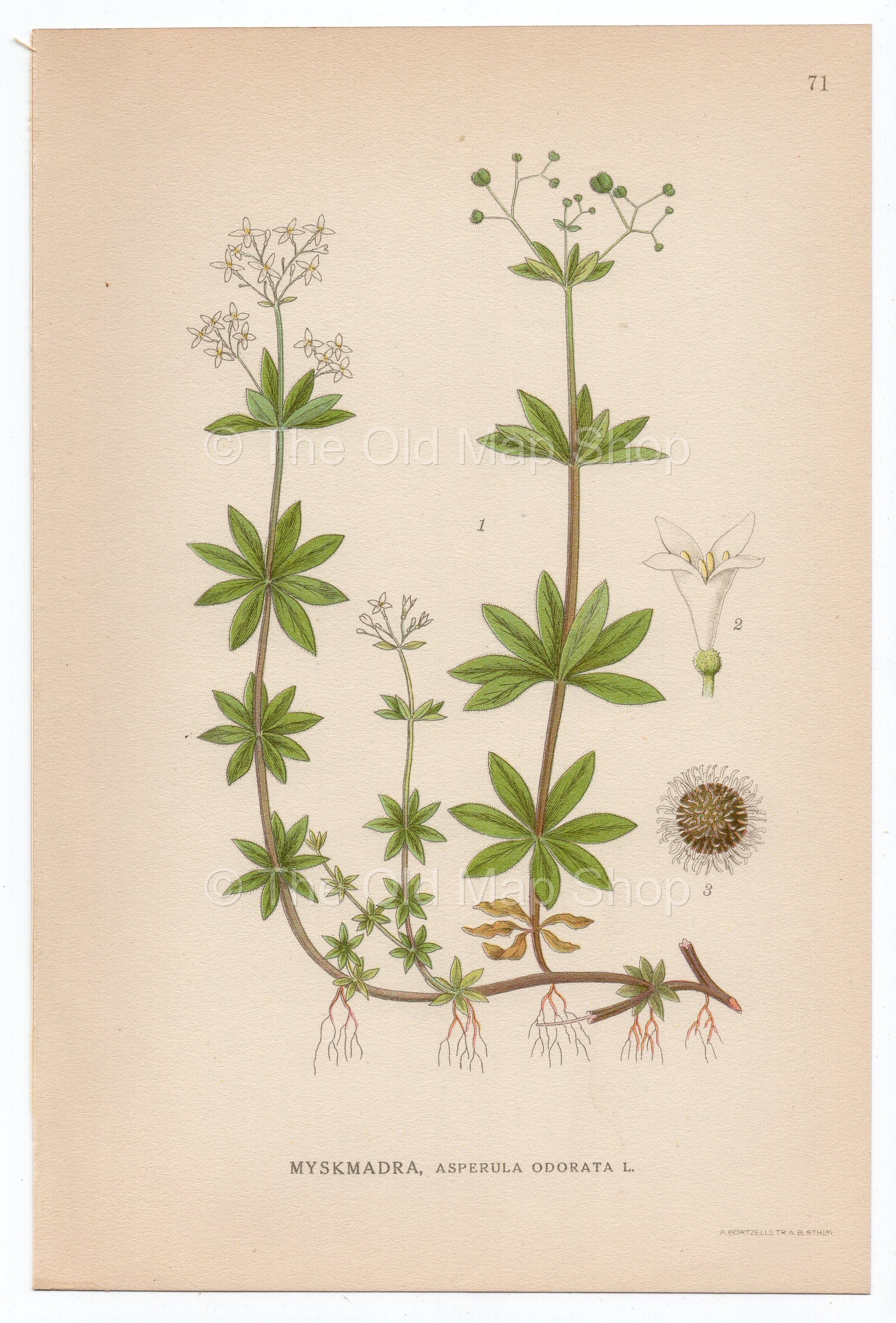 1926 Sweet Woodruff (Asperula odorata) Lindman antique botanical print, plate 071
