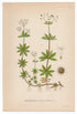 1926 Sweet Woodruff (Asperula odorata) Lindman antique botanical print, plate 071