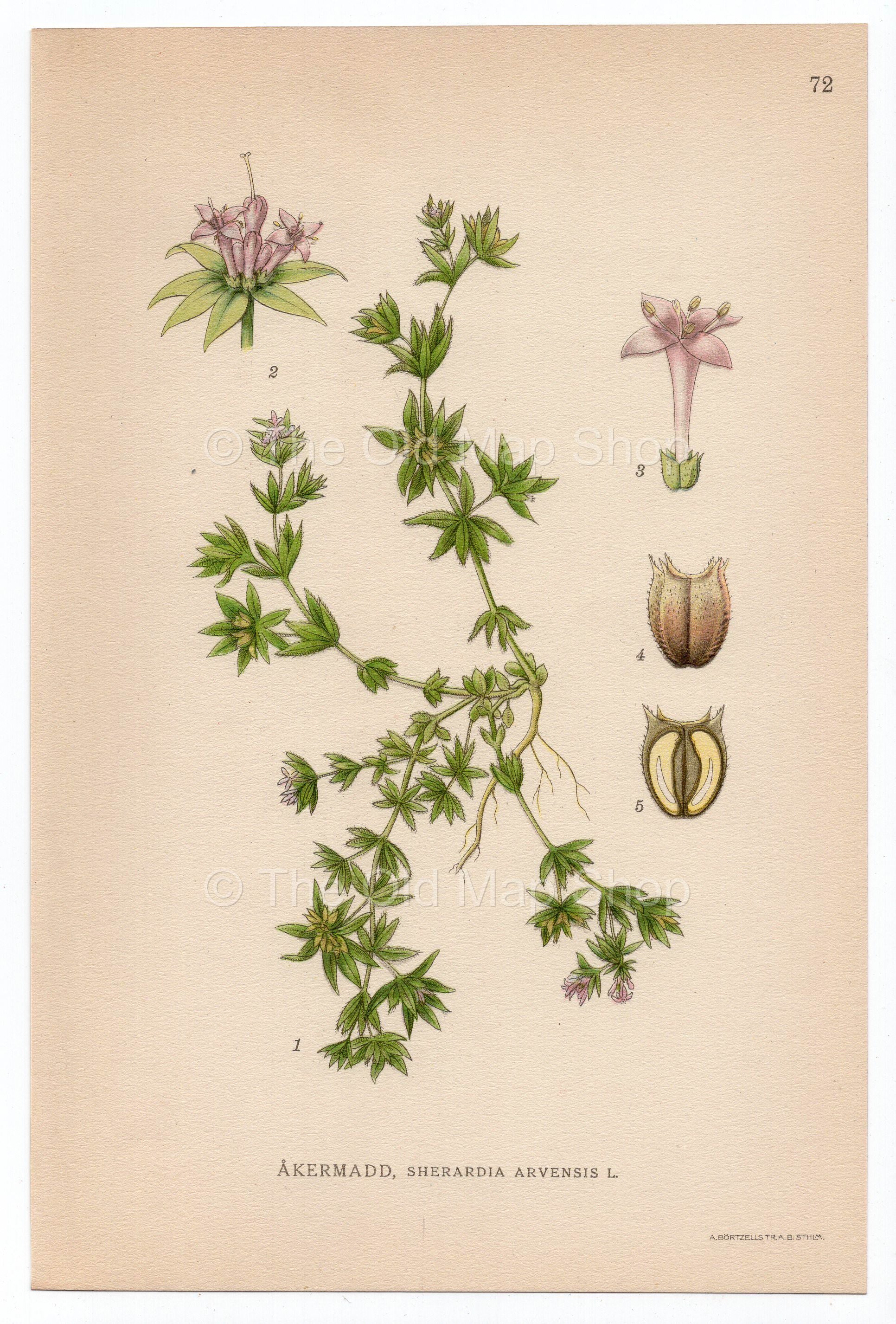 1926 Blue Field-madder (Sherardia arvensis) Lindman antique botanical print, plate 072