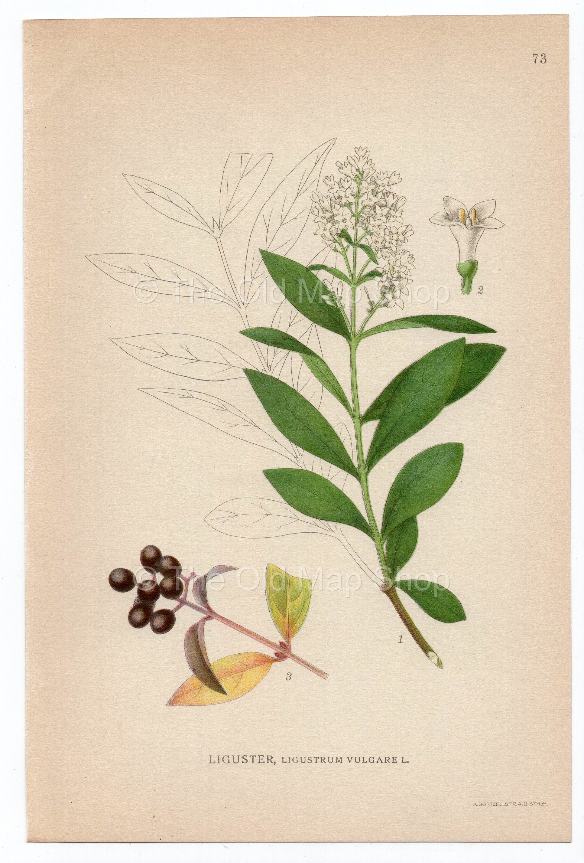 1926 Wild Privet (Ligustrum vulgare) Lindman antique botanical print, plate 073