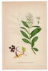 1926 Wild Privet (Ligustrum vulgare) Lindman antique botanical print, plate 073