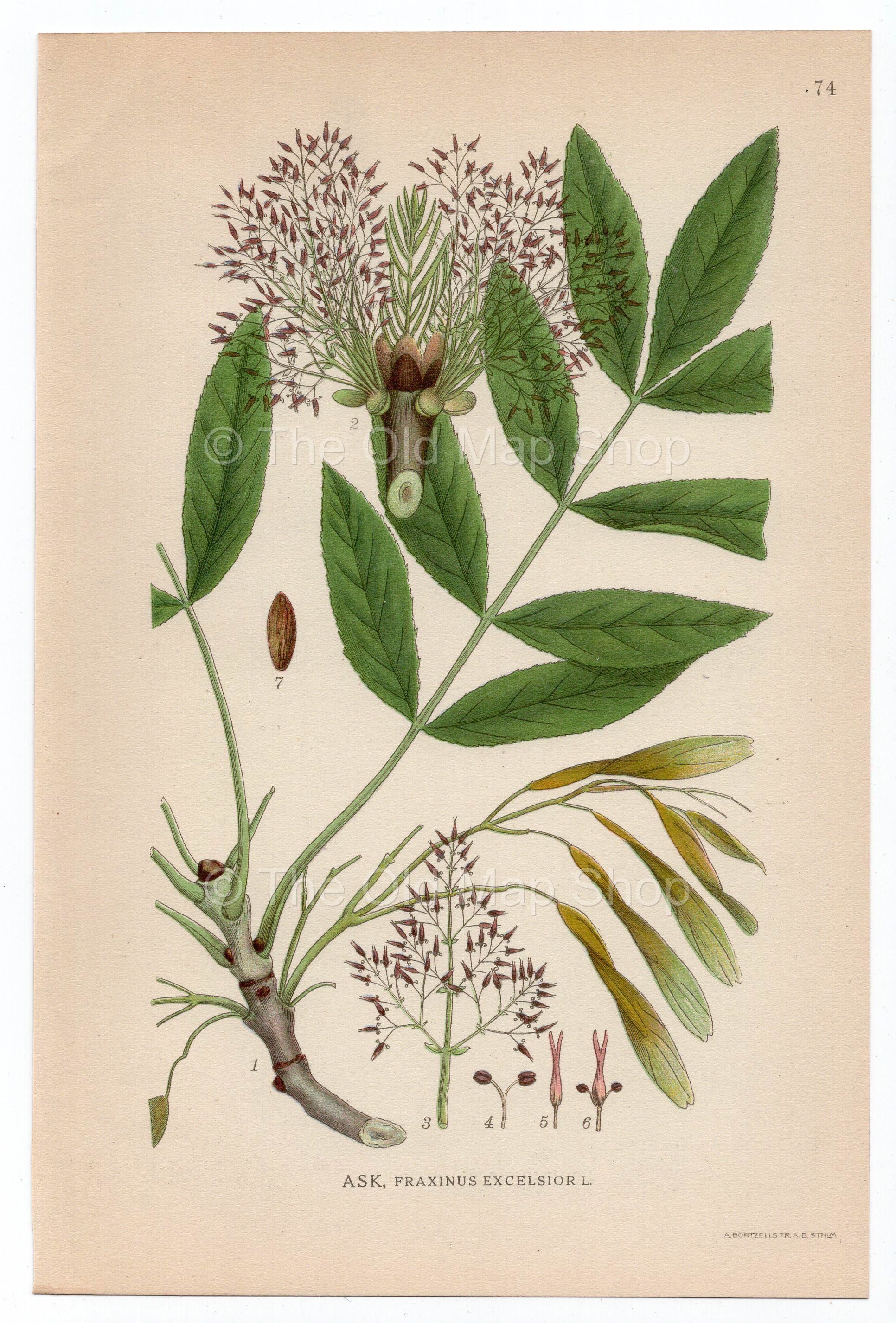 1926 European Ash (Fraxinus excelsior) Lindman antique botanical print, plate 074