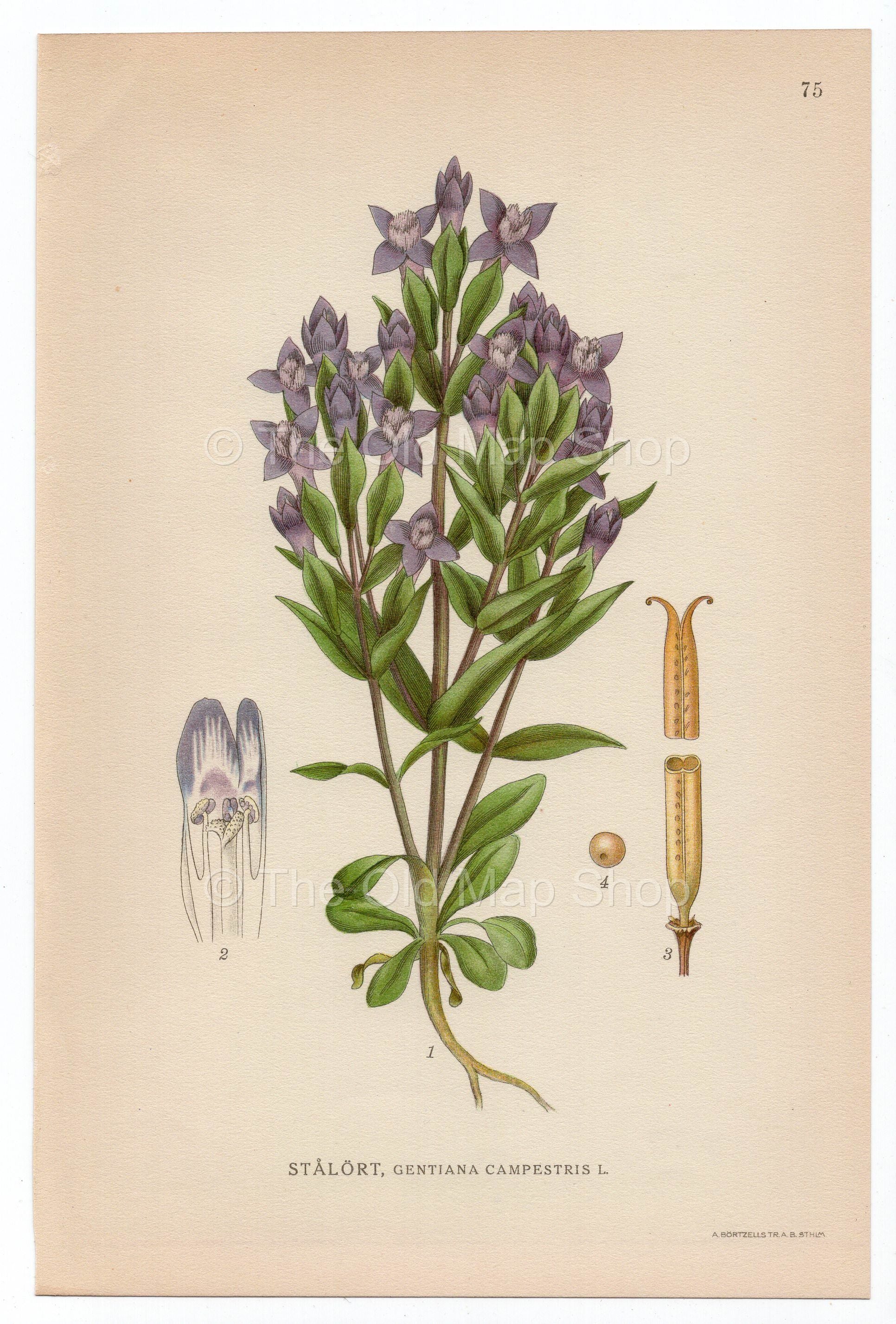 1926 Field Gentian (Gentiana campestris) Lindman antique botanical print, plate 075