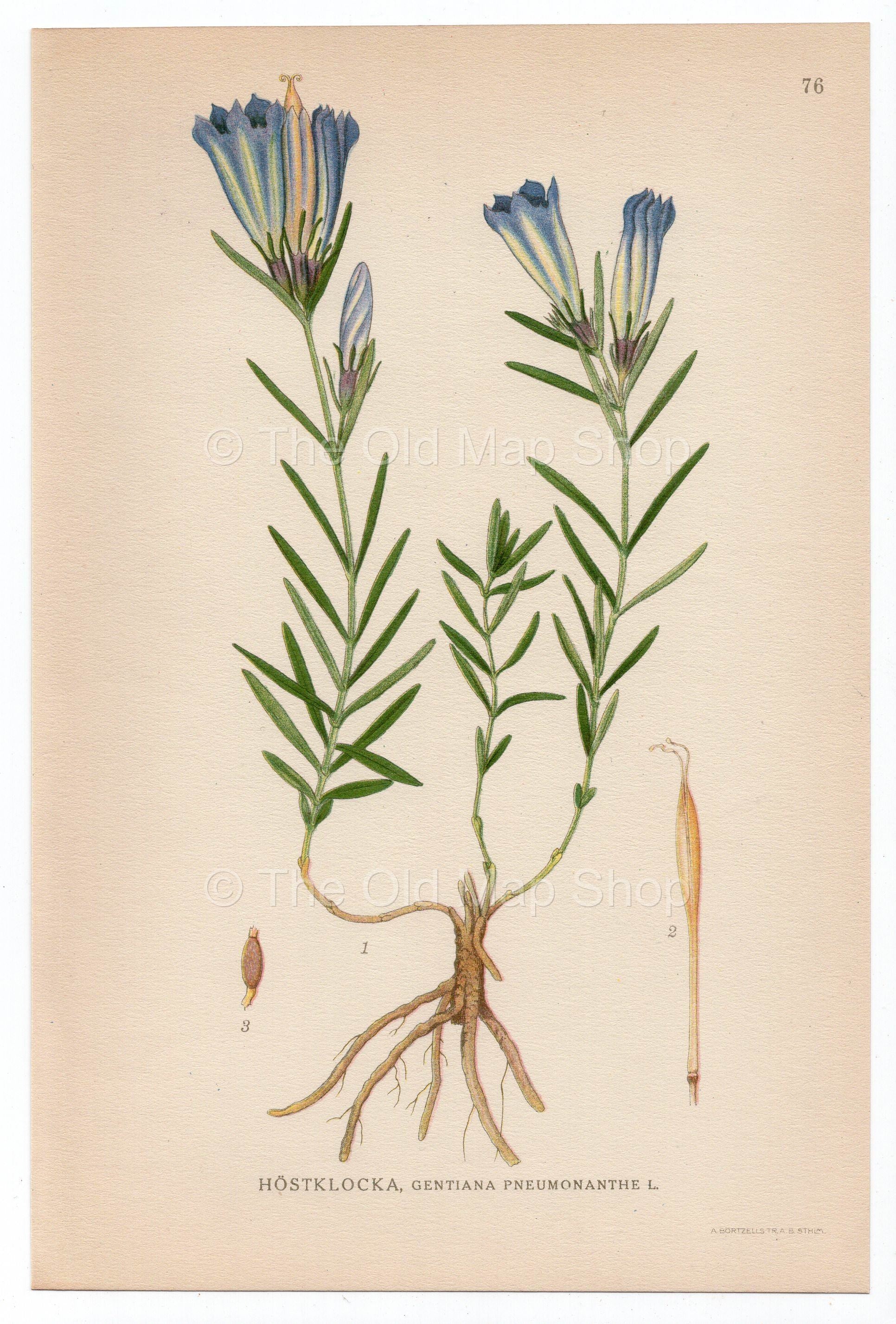 1926 Marsh Gentian (Gentiana pneumonanthe) Lindman antique botanical print, plate 076