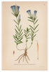 1926 Marsh Gentian (Gentiana pneumonanthe) Lindman antique botanical print, plate 076