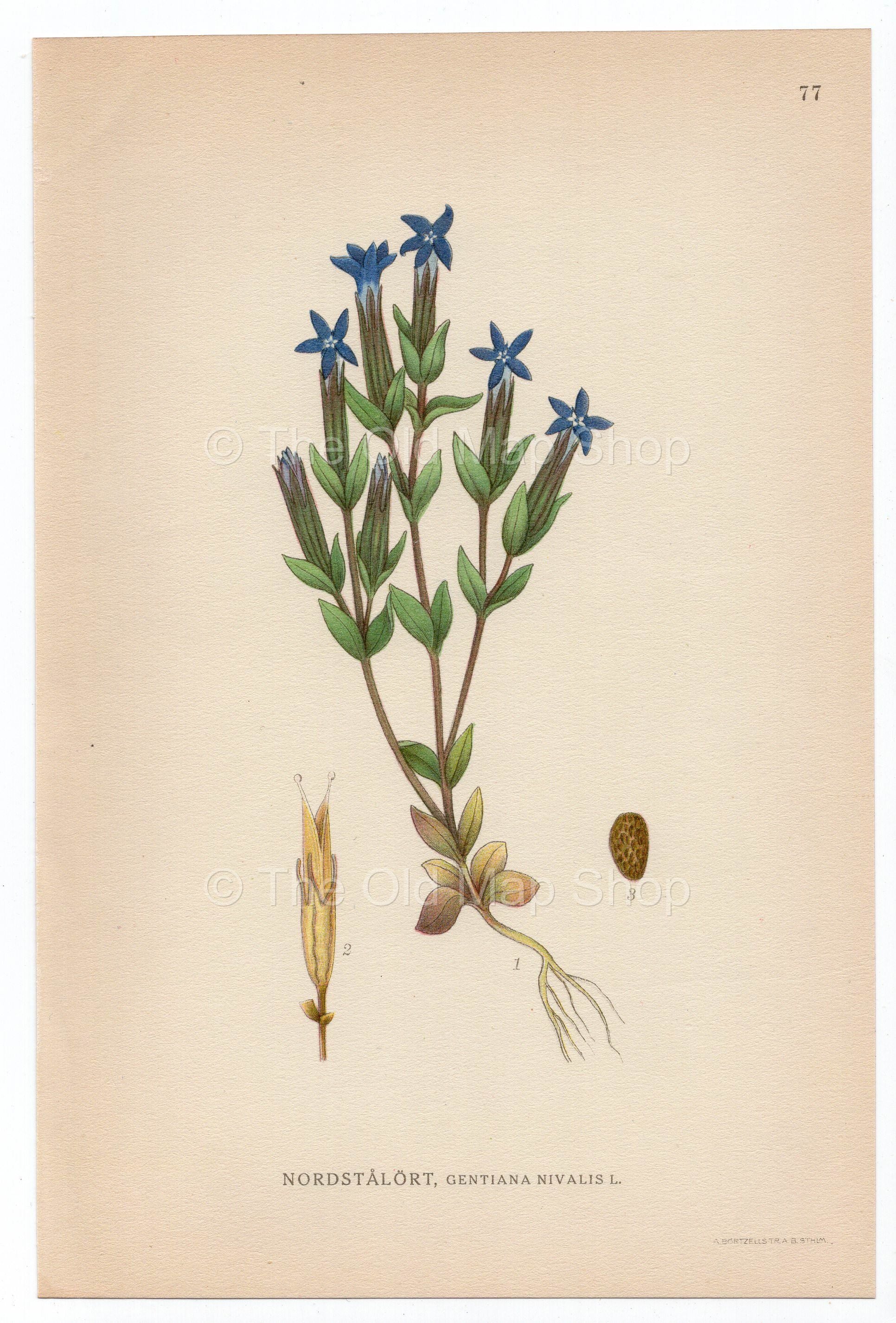 1926 Snow Gentian, Alpine Gentian (Gentiana Nivalis) Lindman antique botanical print, plate 077