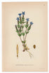 1926 Snow Gentian, Alpine Gentian (Gentiana Nivalis) Lindman antique botanical print, plate 077