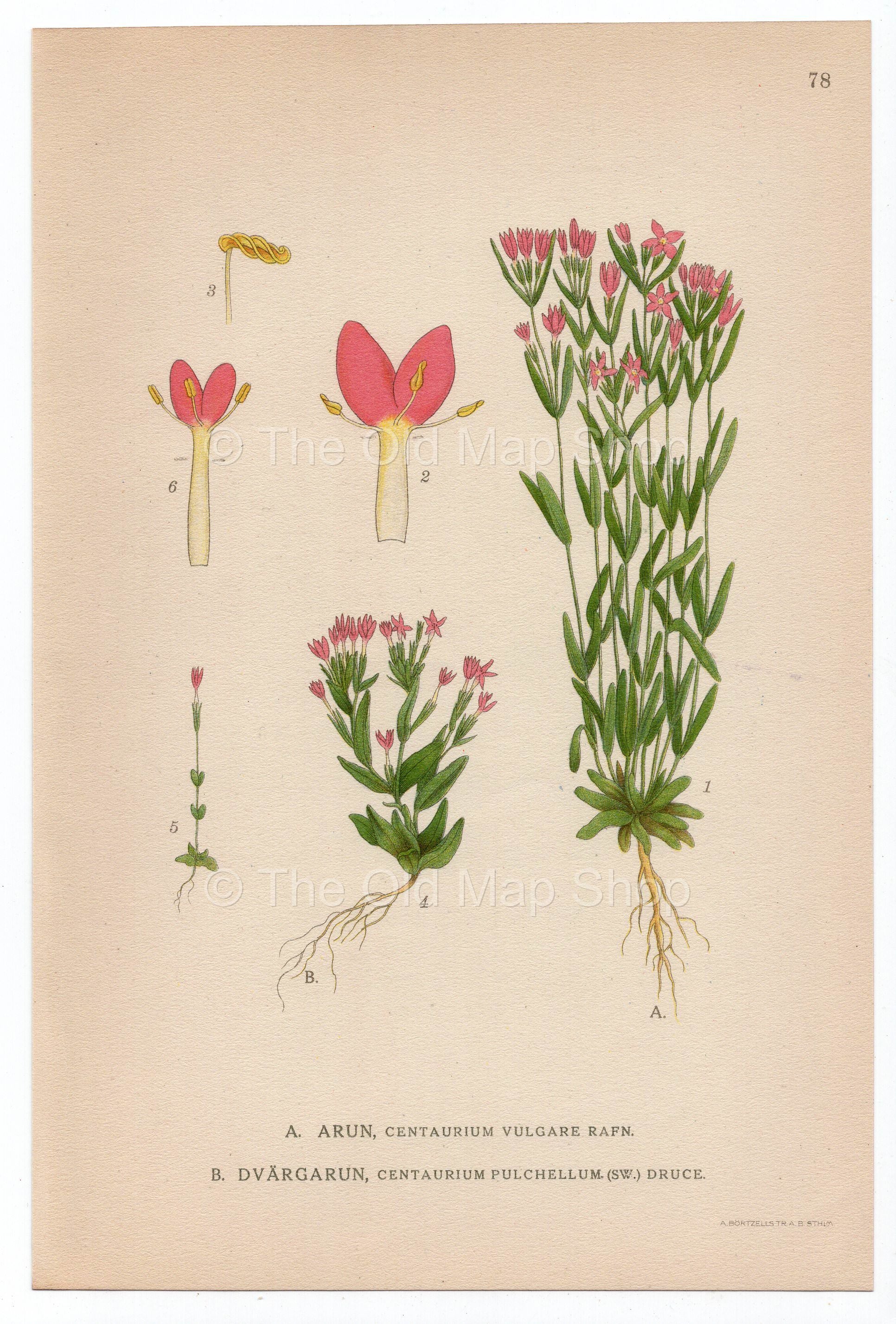 1926 Lesser Centaury (Centaurium pulchellum & vulgar) Lindman antique botanical print, plate 078