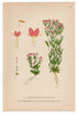 1926 Lesser Centaury (Centaurium pulchellum & vulgar) Lindman antique botanical print, plate 078