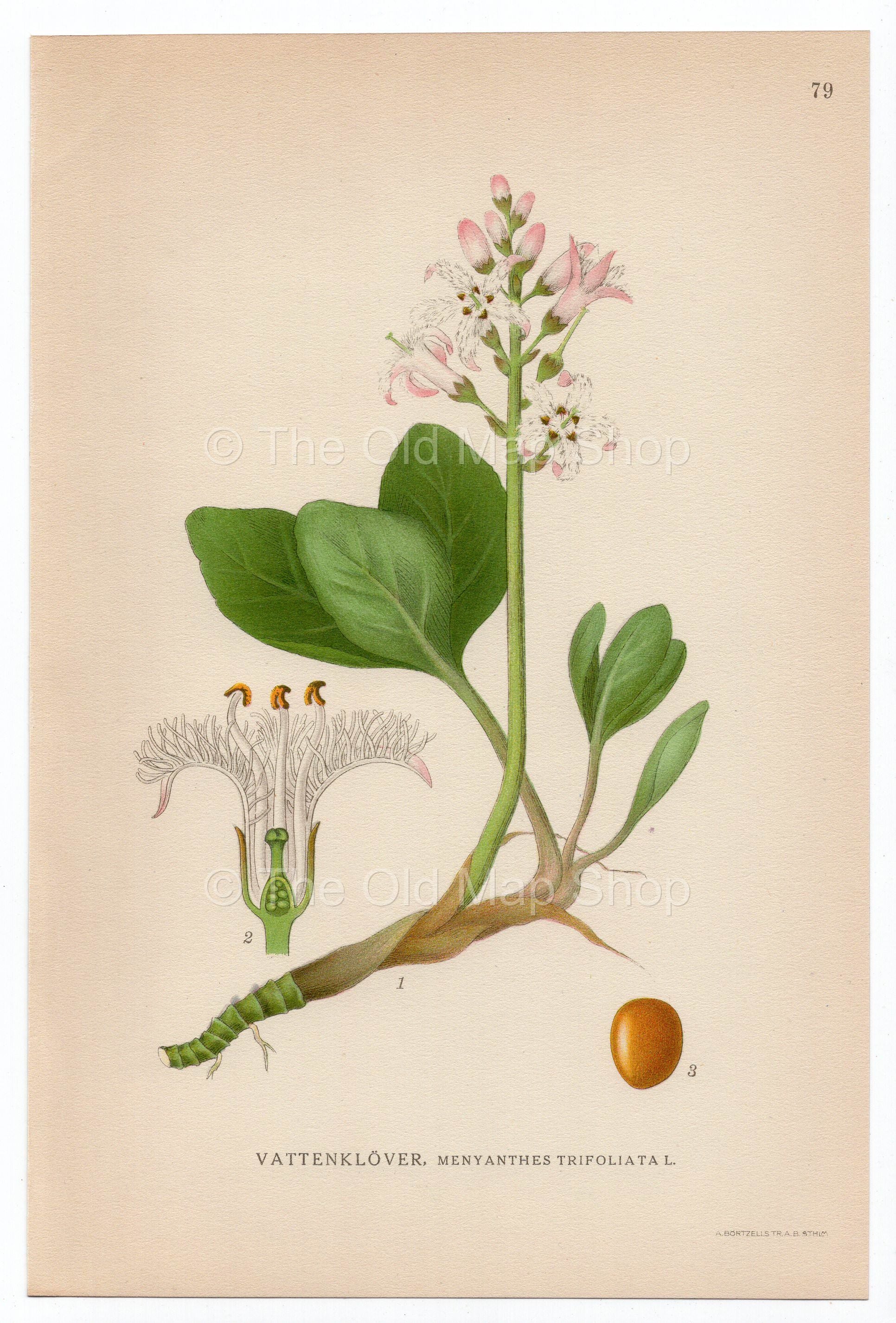 1926 Bogbean, Buckbean (Menyanthes trifoliata) Lindman antique botanical print, plate 079