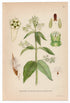 1926 White Swallow-wort (Cynanchum vincetoxicum) Lindman antique botanical print, plate 080