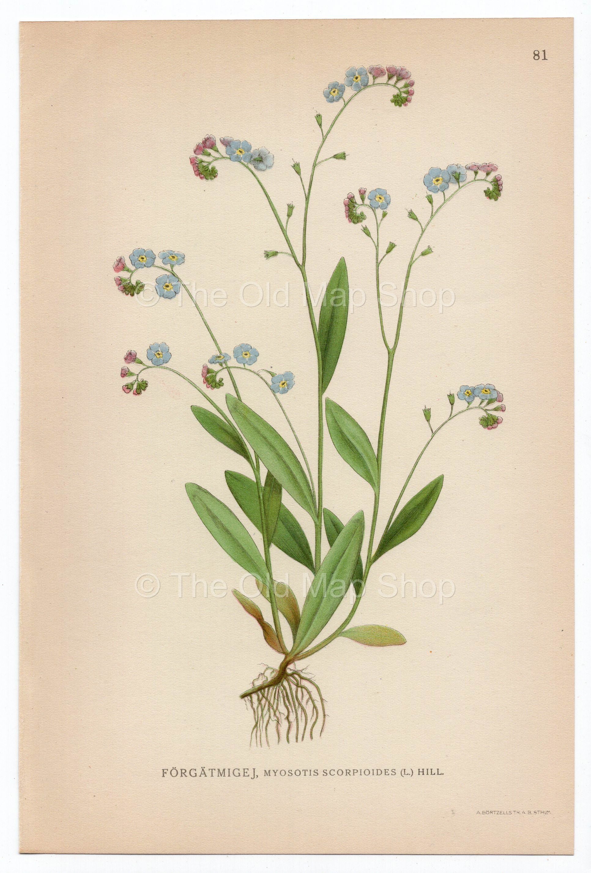 1926 Water Forget-me-not (Myosotis scorpioides) Lindman antique botanical print, plate 081