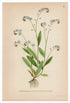 1926 Water Forget-me-not (Myosotis scorpioides) Lindman antique botanical print, plate 081
