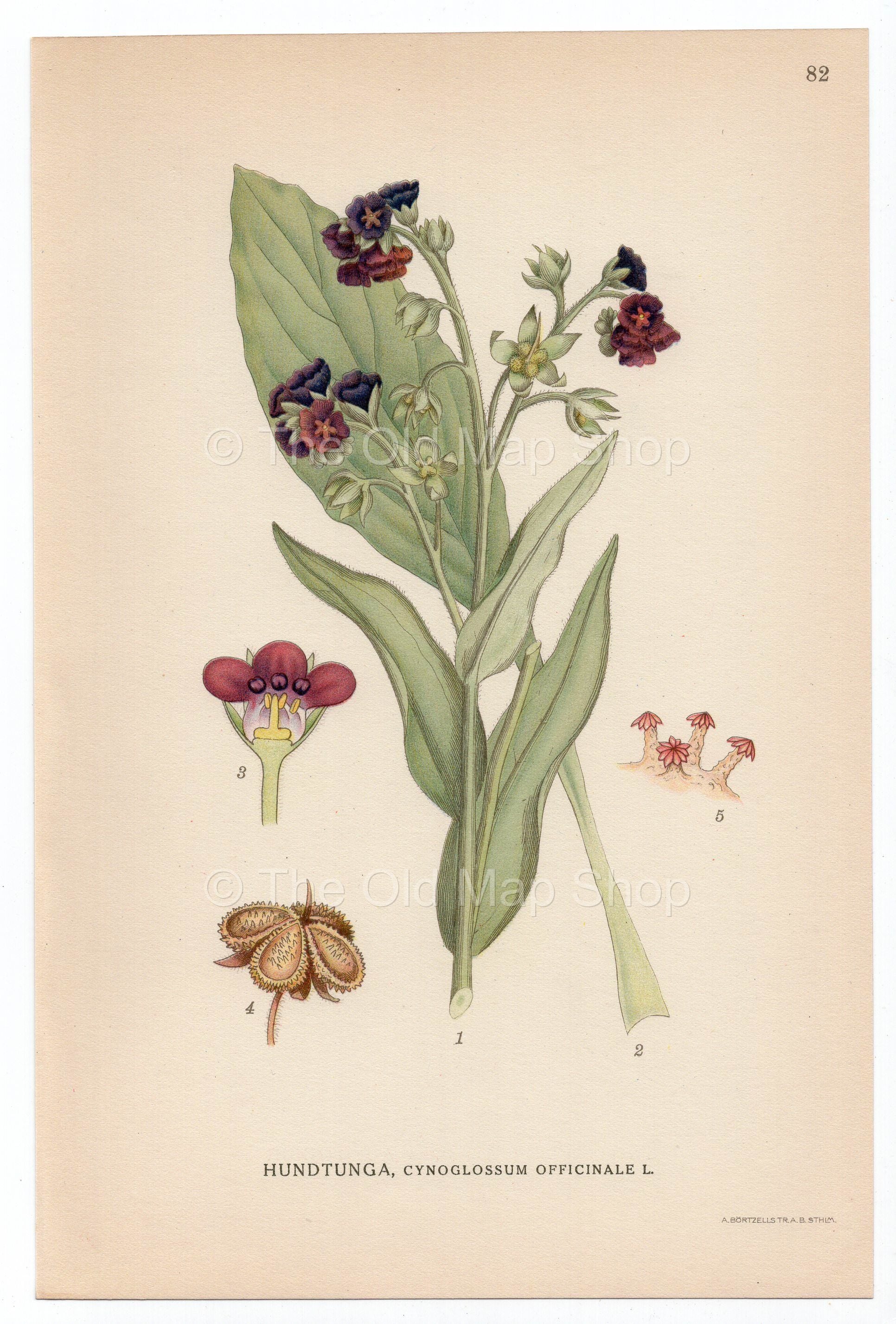 1926 Houndstongue, Houndstooth (Cynoglossum Officinale) Lindman antique botanical print, plate 082