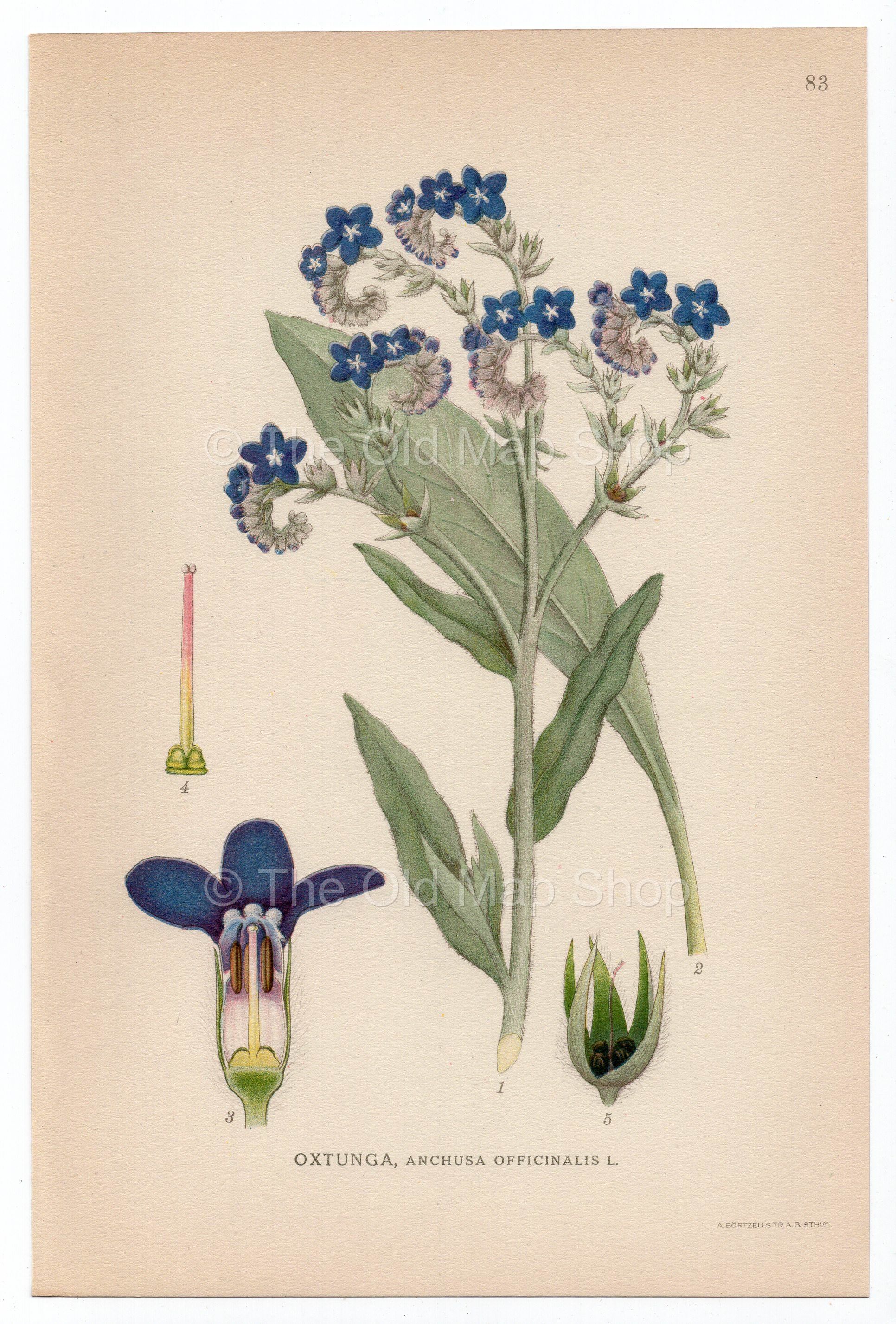 1926 Common Bugloss, Alkanet (Anchusa officinalis) Lindman antique botanical print, plate 083