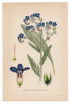 1926 Common Bugloss, Alkanet (Anchusa officinalis) Lindman antique botanical print, plate 083