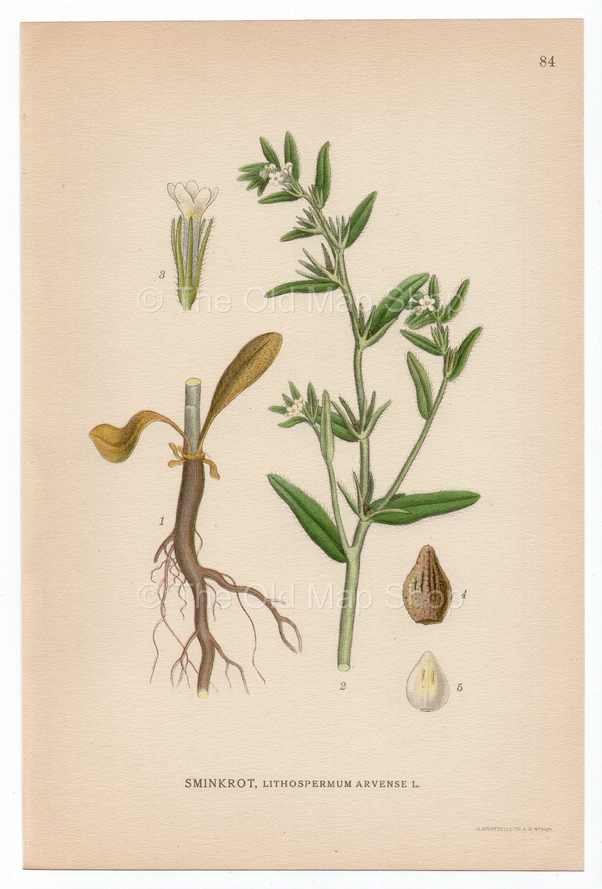 1926 Field Gromwell, Corn Gromwell (Lithospermum arvense) Lindman antique botanical print, plate 084